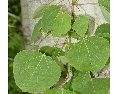 Quaking Aspen Leaves